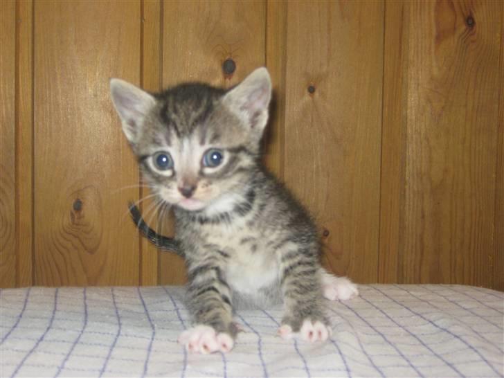 Huskat Elronhus's Duma (SOLGT) billede 8