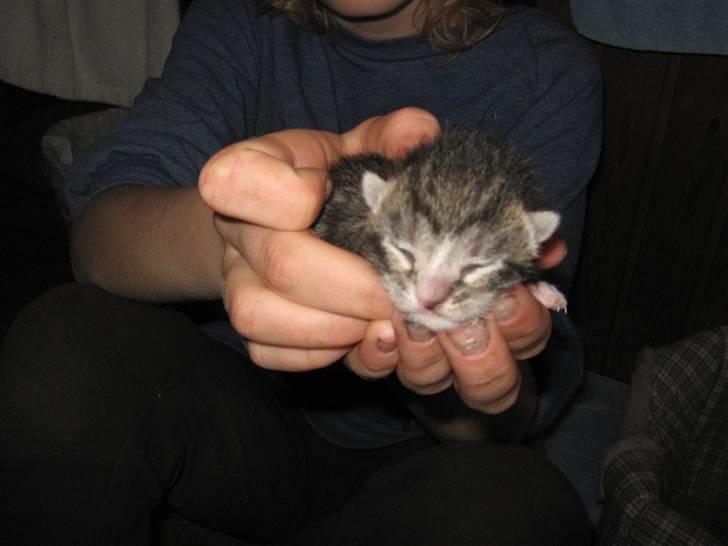 Huskat Elronhus's Duma (SOLGT) billede 9