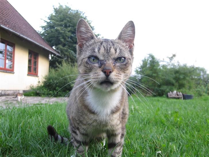 Huskat Elronhus's Taorista billede 1