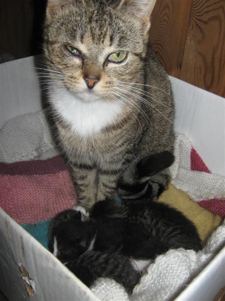 Huskat Elronhus's Taorista billede 2