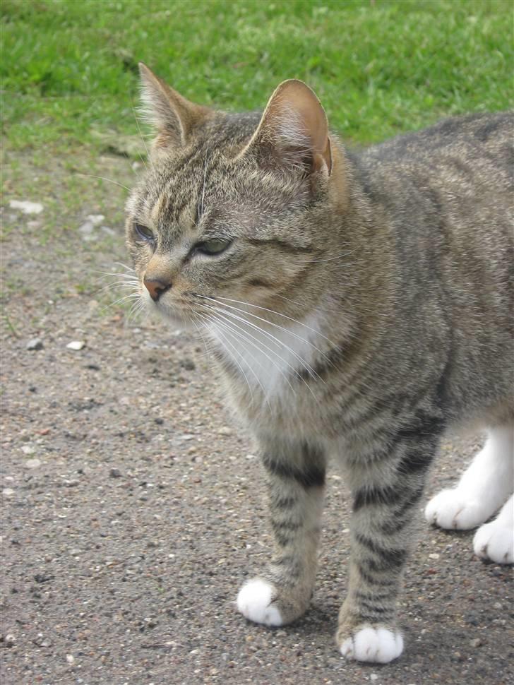 Huskat Elronhus's Taorista billede 3