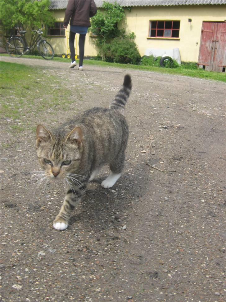 Huskat Elronhus's Taorista billede 4