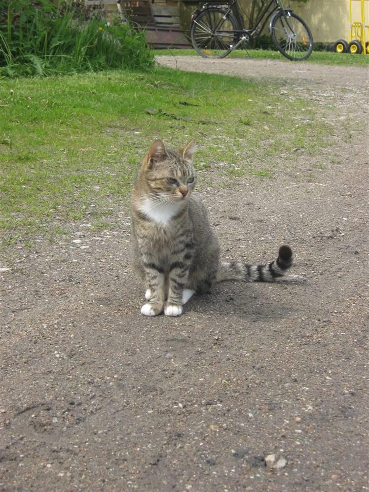 Huskat Elronhus's Taorista billede 5