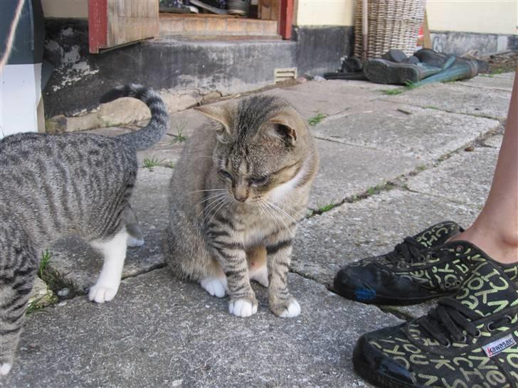 Huskat Elronhus's Taorista billede 6
