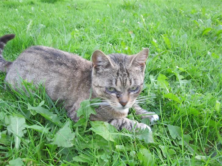 Huskat Elronhus's Taorista billede 7