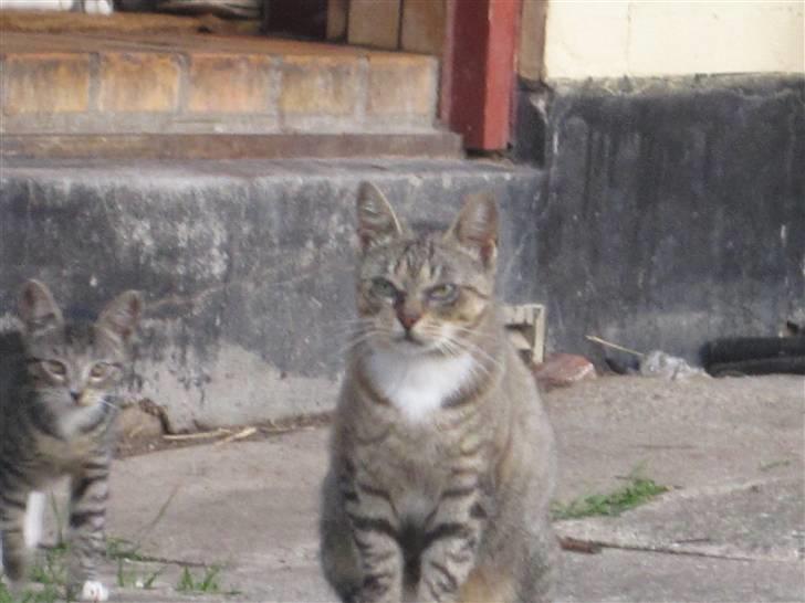 Huskat Elronhus's Taorista billede 8