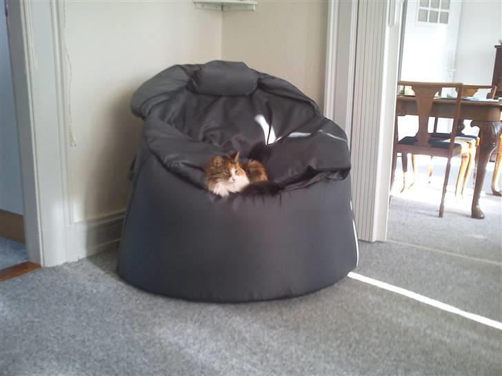 Norsk Skovkat Esther billede 2