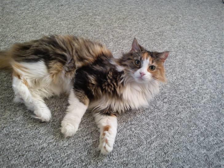 Norsk Skovkat Esther billede 3