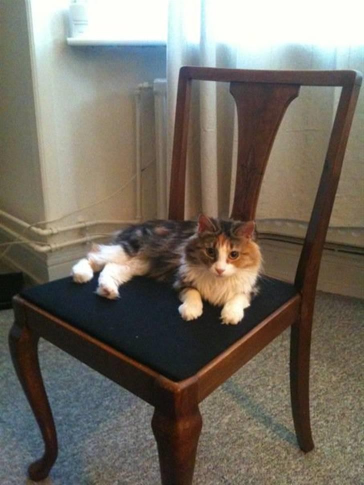 Norsk Skovkat Esther billede 4