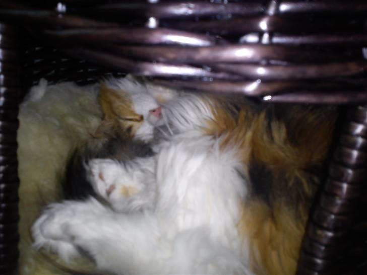 Norsk Skovkat Esther billede 5