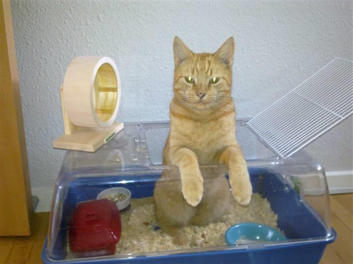 Huskat Lucky billede 19