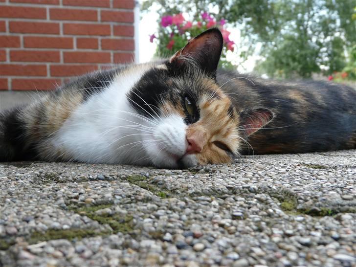 Huskat Fiona billede 9