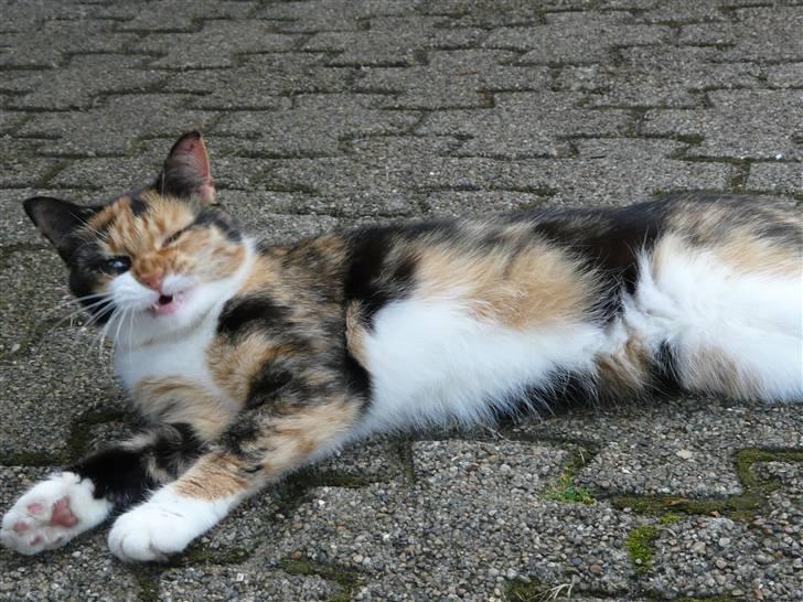 Huskat Fiona billede 10