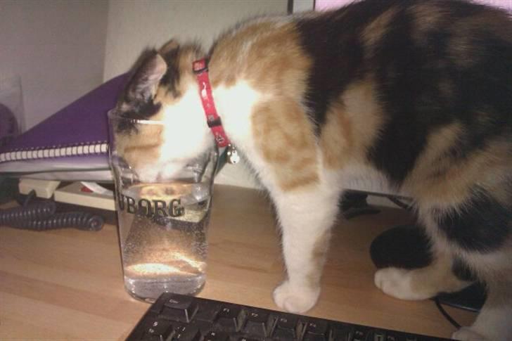 Huskat Silke billede 9