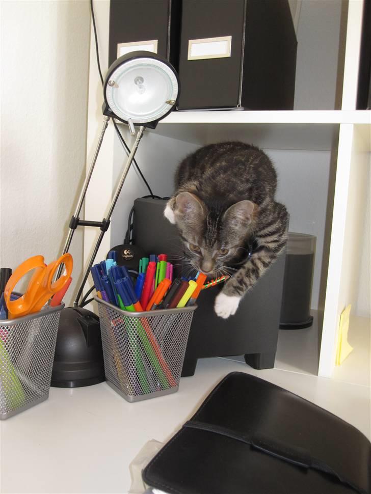 Huskat Nala - Nala som leger med tusserne på skrivebordet :D billede 2