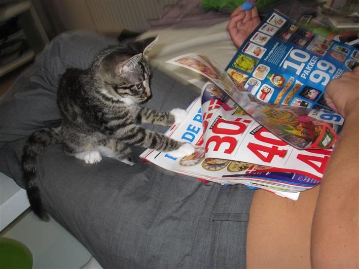 Huskat Nala - Nala som lige skulle være med til at læse reklamerne (: billede 3