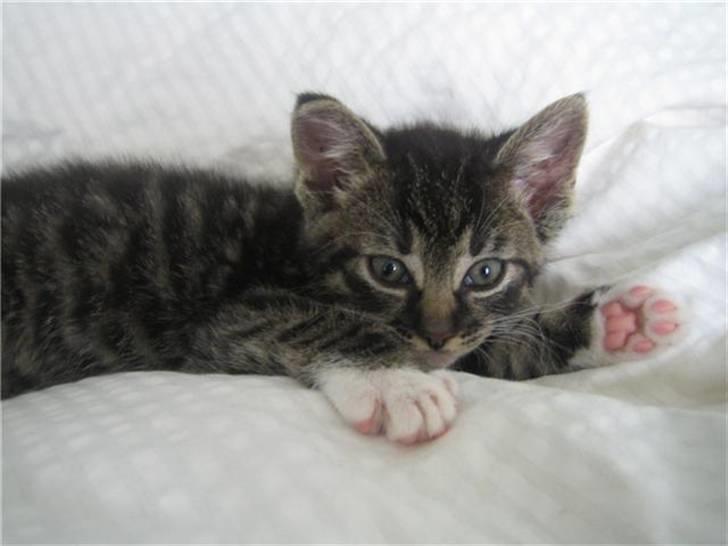 Huskat Nala - Nala mens hun stadigvæk har blå øjne (: billede 4