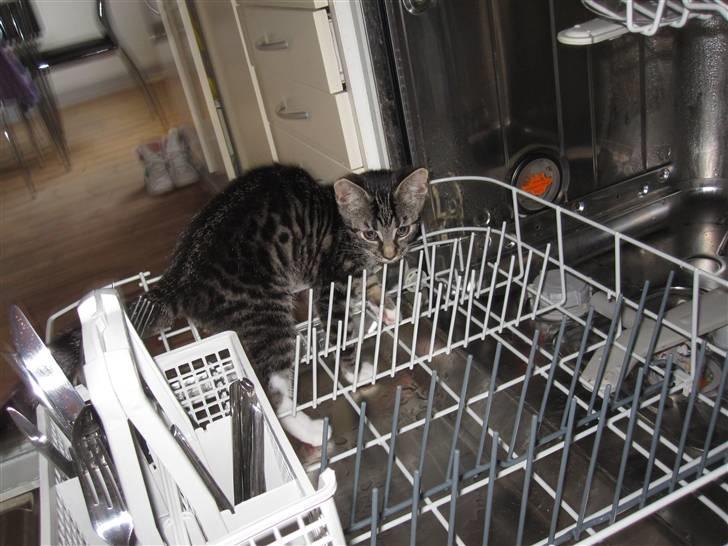 Huskat Nala - Lille Nala nede i opvaskemaskinen :) billede 5