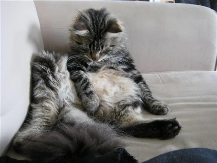 Blanding af racer Aslan - Aslan var i gang med, at vaske sig....men hov...så faldt han i søvn, og sådan der sad han ihvertfald i 5 minutter....med hovedet vajende fra side til side.. billede 6