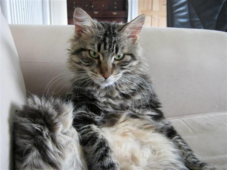 Blanding af racer Aslan - Og så vågnede Aslan igen.. billede 7