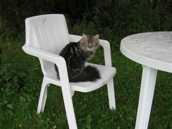 Blanding af racer Aslan - Aslan under æble træerne billede 8