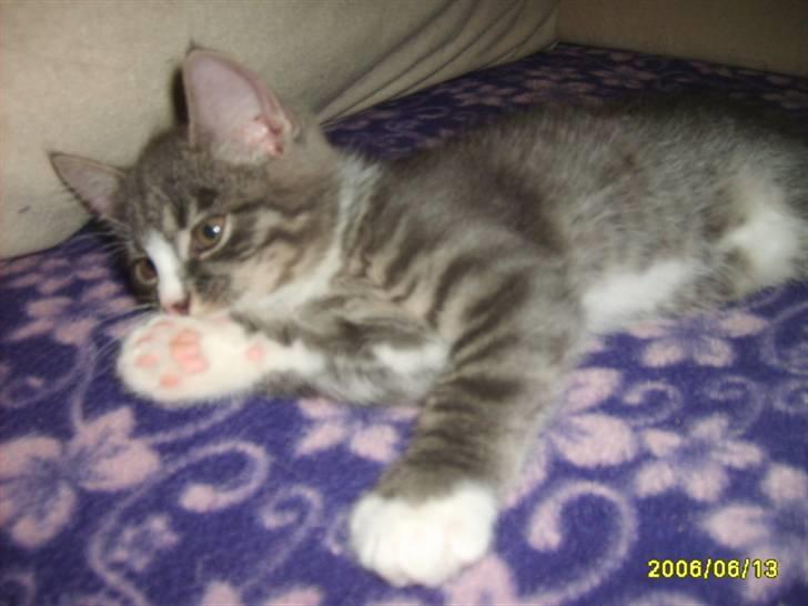 Huskat Bølle(solgt) - Nyt billede 19