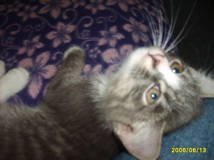 Huskat Bølle(solgt) - Nyt billede 20