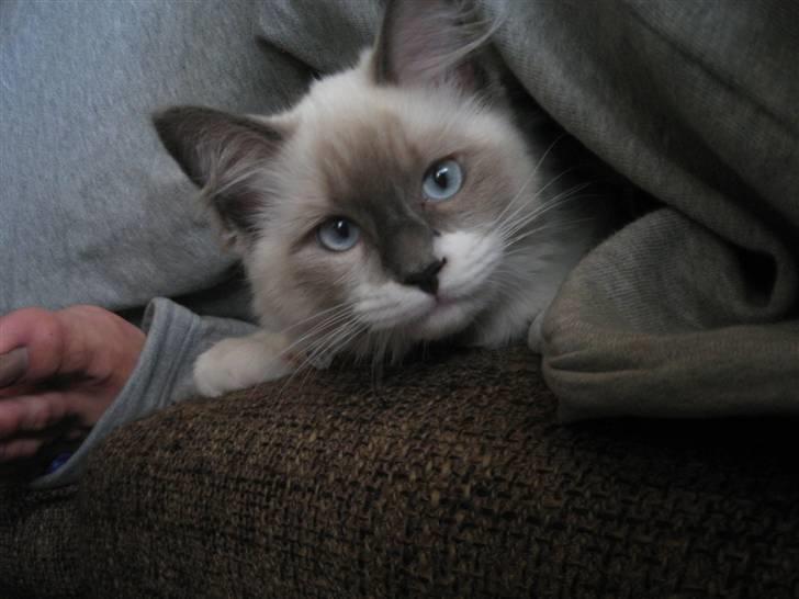 Ragdoll Sally billede 5