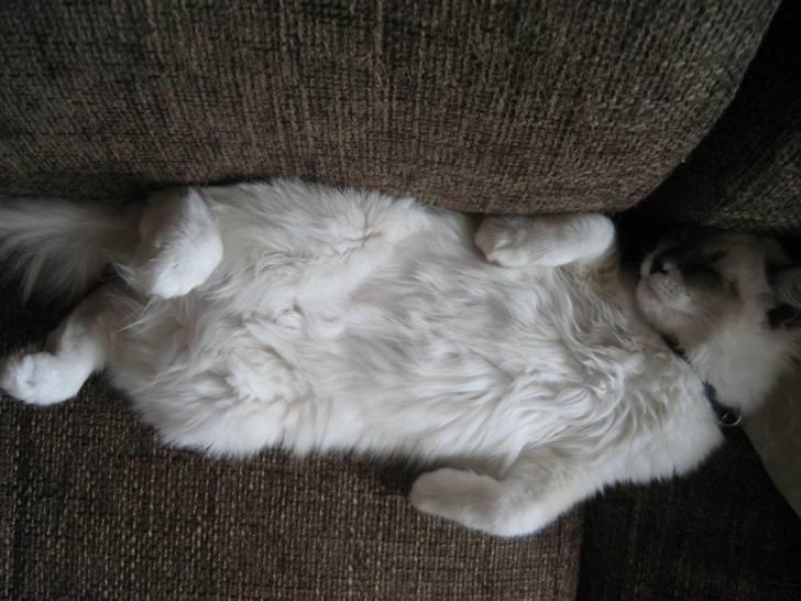 Ragdoll Sally billede 6