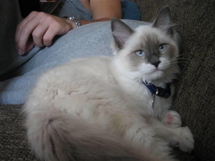 Ragdoll Sally billede 7