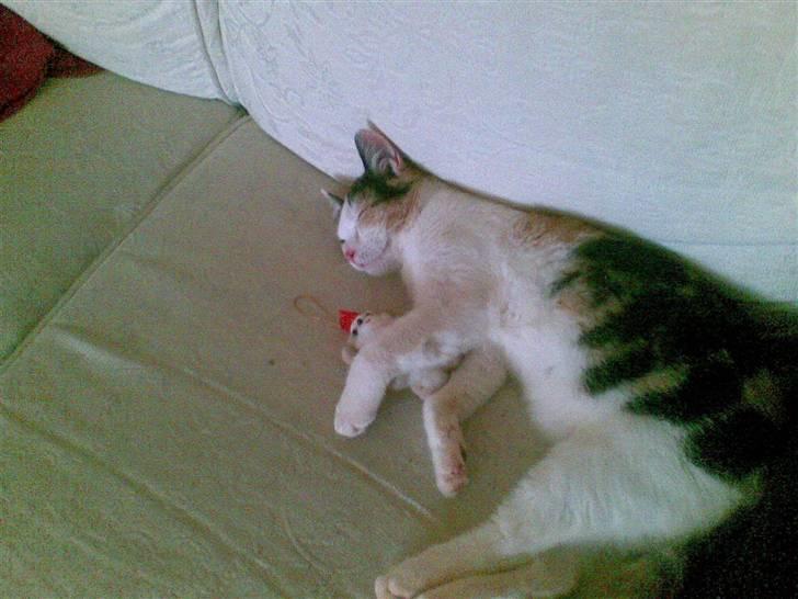 Huskat mathilde billede 1