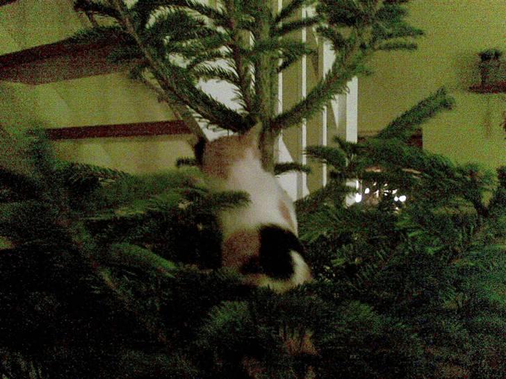 Huskat mathilde - den bette frække kis som faktisk vælter træet 3 gange  billede 2