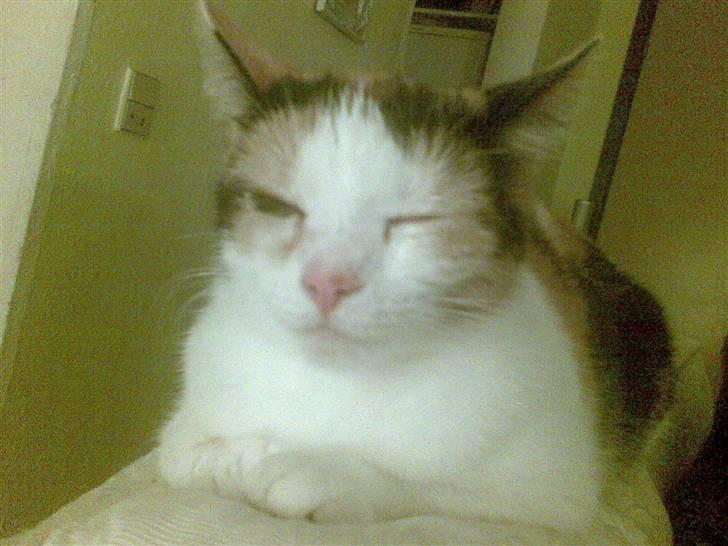 Huskat mathilde billede 3