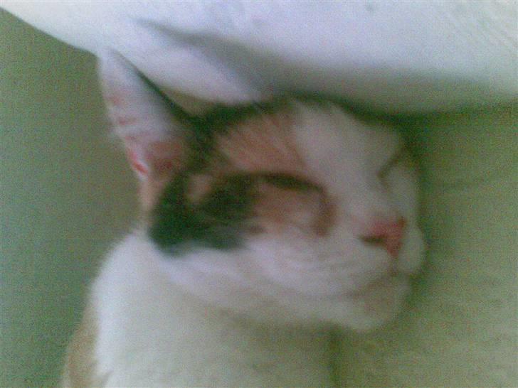 Huskat mathilde billede 4