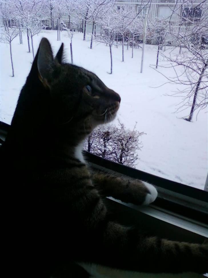 Huskat Taz billede 6