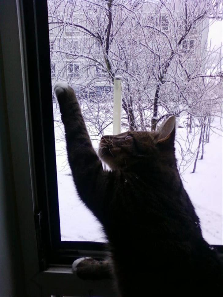 Huskat Taz billede 7