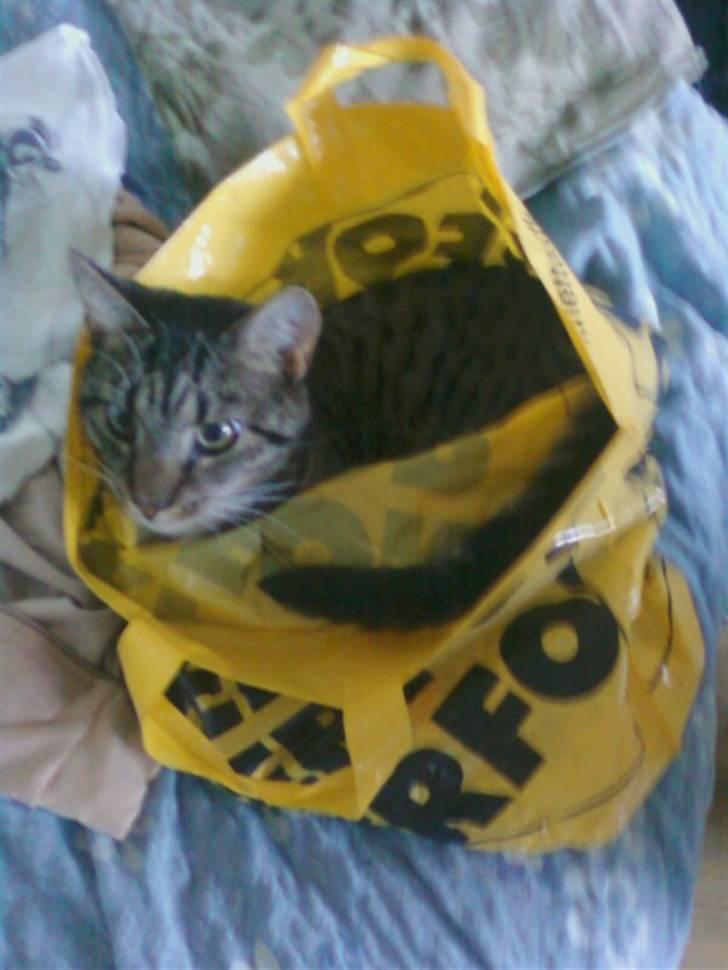 Huskat Taz billede 8