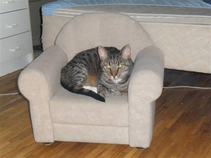 Huskat Taz billede 9