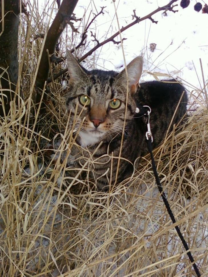 Huskat Taz billede 10