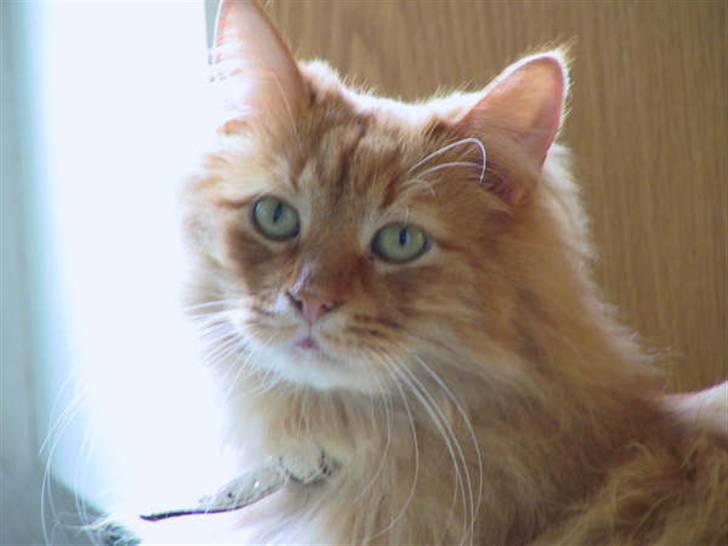 Blanding af racer Bambi billede 1