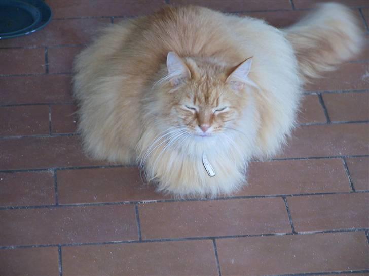 Blanding af racer Bambi billede 2