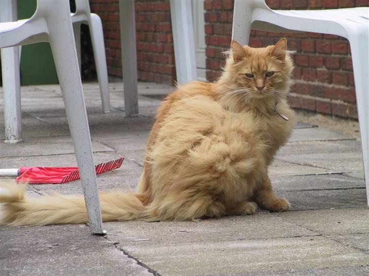 Blanding af racer Bambi billede 3