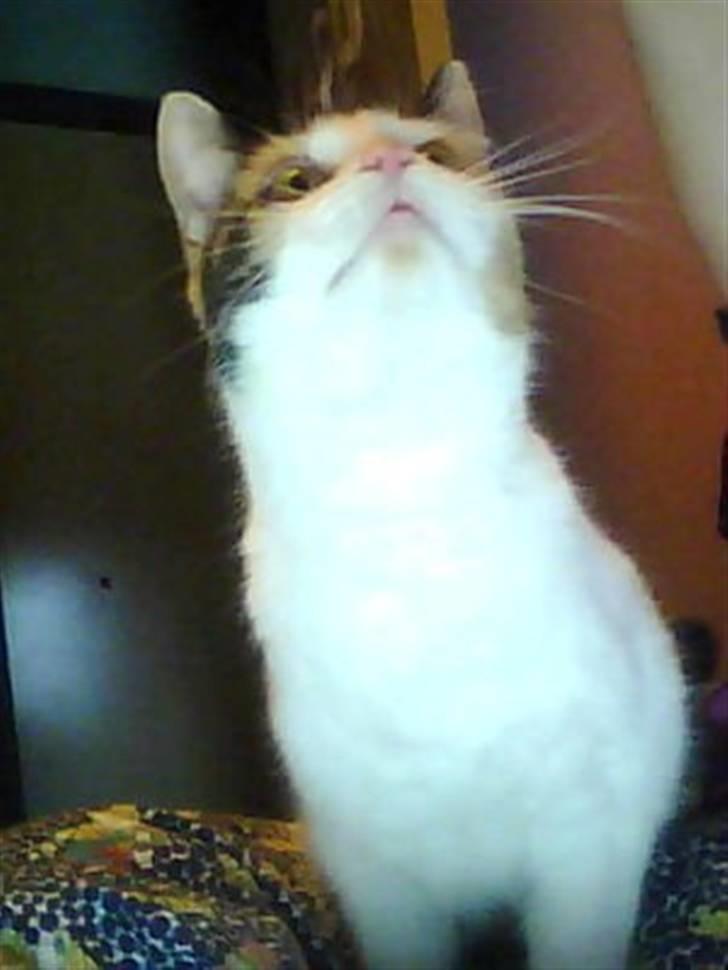 Huskat mathilde billede 6