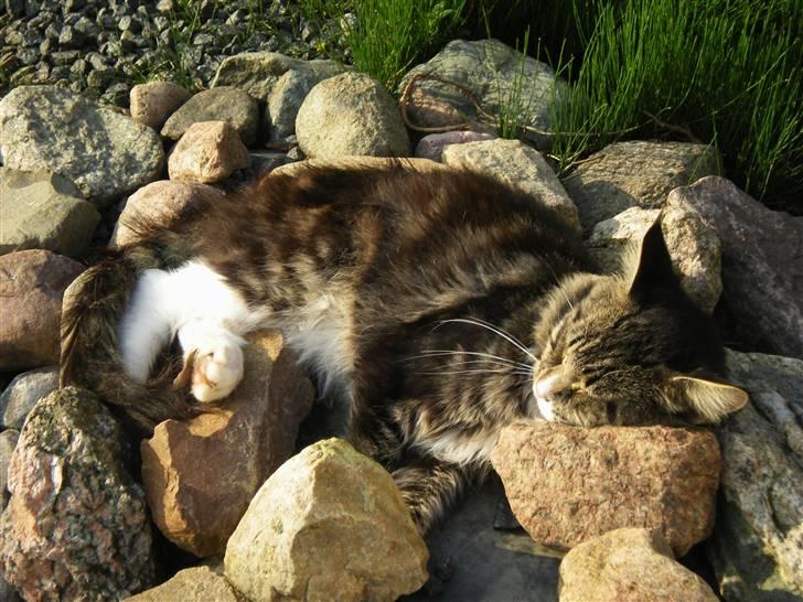 Maine Coon nicko billede 9