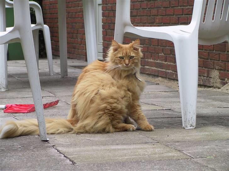 Blanding af racer Bambi billede 5