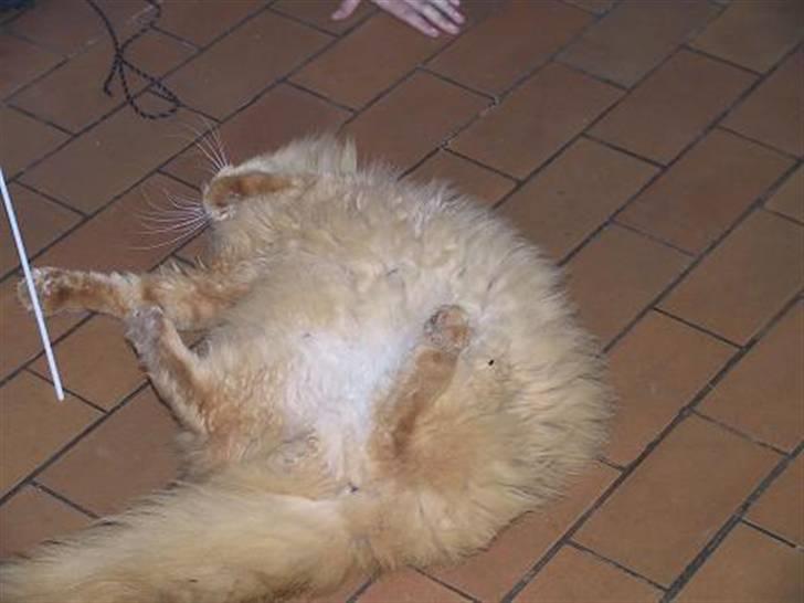 Blanding af racer Bambi - Han elskede at lege :)  billede 6