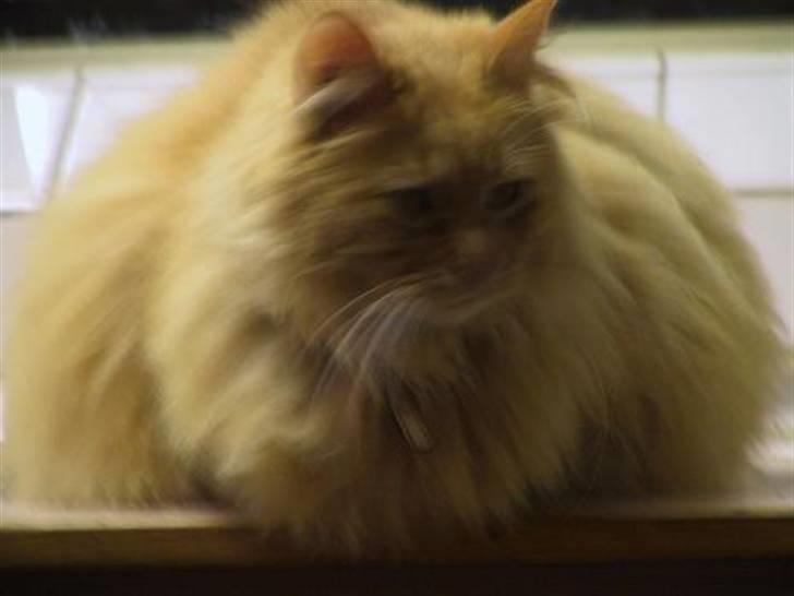 Blanding af racer Bambi billede 7