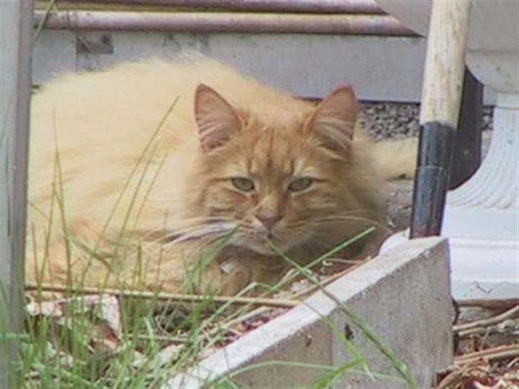 Blanding af racer Bambi billede 10