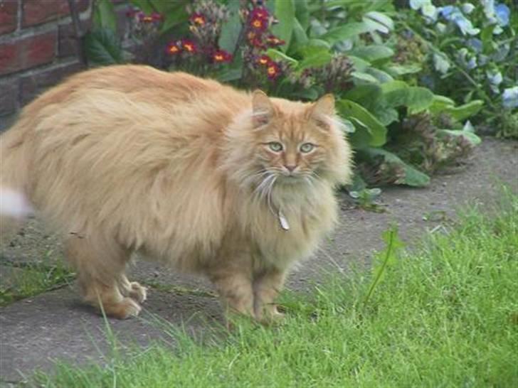 Blanding af racer Bambi - Han ser tyg ud, Men det var han bestemt ikke. Han havde en kæmpe hårpragt :)  billede 11