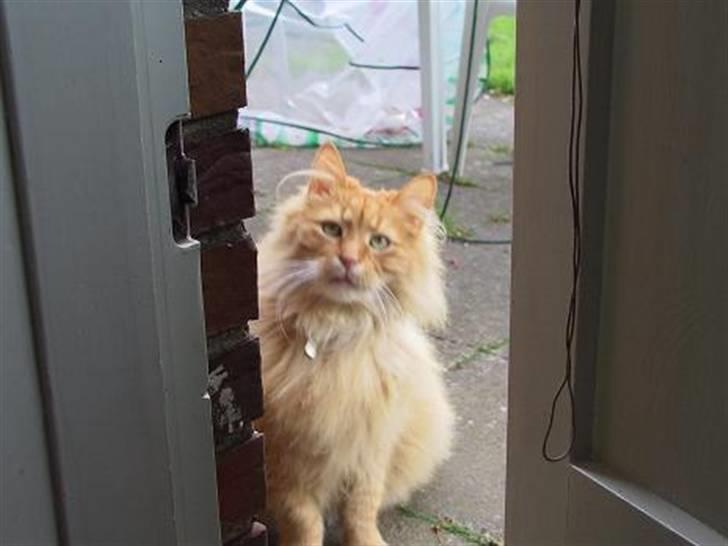 Blanding af racer Bambi billede 12